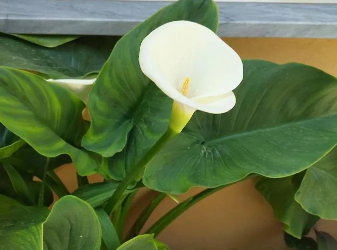 O Cantinho Do Sol Casa de Férias